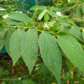 بذر درخت گیلاس جامائیکا (بسته 5 عددی) کد 866