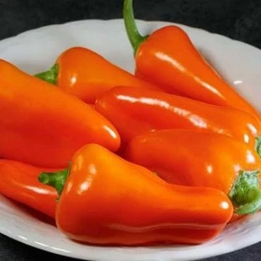 بذر فلفل سانتافه نارنجی (بسته 10 عددی) کد 954