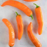 بذر فلفل سانتافه نارنجی (بسته 10 عددی) کد 954