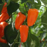 بذر فلفل سانتافه نارنجی (بسته 10 عددی) کد 954