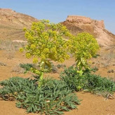بذر وشا (بیلهر) (بسته 1 گرمی) کد 093