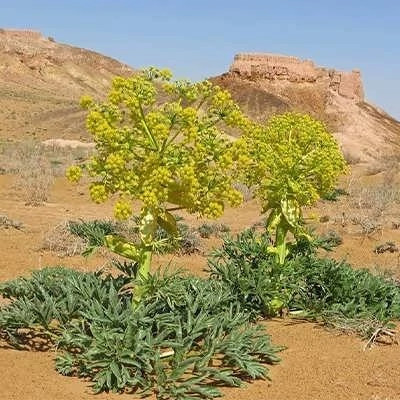 بذر وشا (بیلهر) (بسته 1 گرمی) کد 093