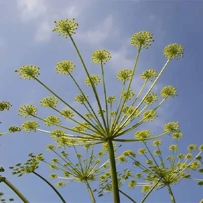 بذر وشا (بیلهر) (بسته 1 گرمی) کد 093
