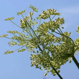 بذر وشا (بیلهر) (بسته 1 گرمی) کد 093