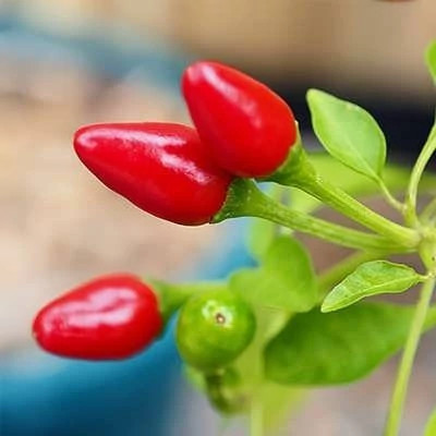 بذر فلفل پیری پیری (بسته 5 عددی) کد 1630