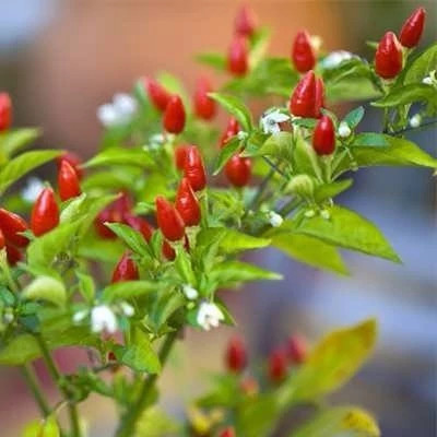 بذر فلفل پیری پیری (بسته 5 عددی) کد 1630