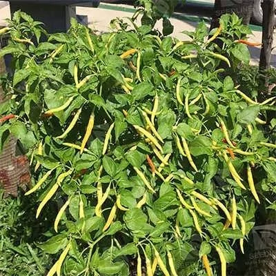 بذر فلفل نافا (بسته 5 عددی) کد 1645