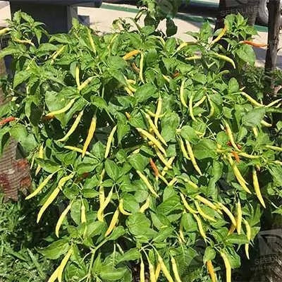 بذر فلفل نافا (بسته 5 عددی) کد 1645