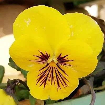null