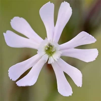 بذر گل سیلن سفید (قلیونک) (بسته 100 عددی) کد 1260