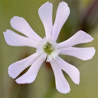 بذر گل سیلن سفید (قلیونک) (بسته 100 عددی) کد 1260