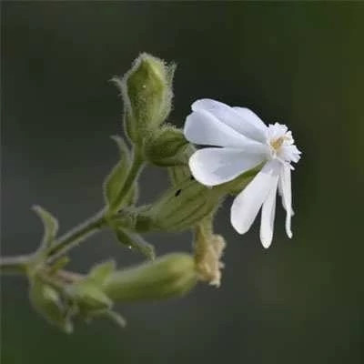 بذر گل سیلن سفید (قلیونک) (بسته 100 عددی) کد 1260