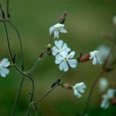 بذر گل سیلن سفید (قلیونک) (بسته 100 عددی) کد 1260