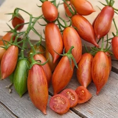 بذر گوجه زیتونی سیاه تایگر (بسته 10 عددی) کد 1487