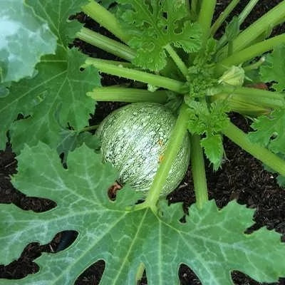 بذر کدو خورشتی رندی (بسته 10 عددی) کد 255