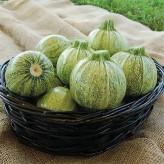 بذر کدو خورشتی رندی (بسته 10 عددی) کد 255