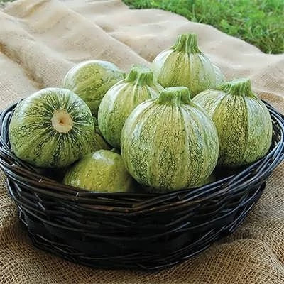 بذر کدو خورشتی رندی (بسته 10 عددی) کد 255