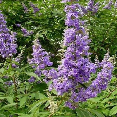 بذر پنج انگشت (بسته 1 گرمی) کد 056