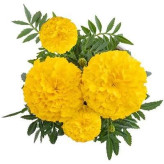 بذر گل جعفری زرد (بسته 1 گرمی) کد 1468