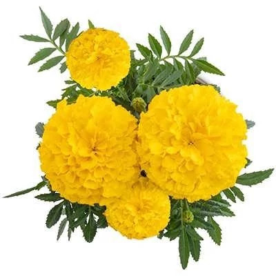 بذر گل جعفری زرد (بسته 1 گرمی) کد 1468