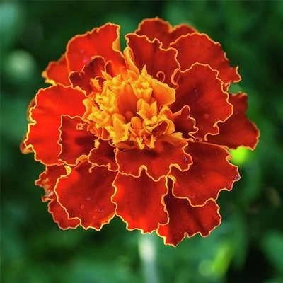 بذر جعفری مینیاتوری قرمز کبود (بسته 150 عددی) کد 1551