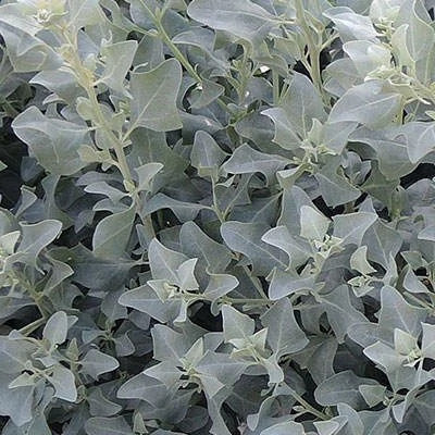 بذر سلمکی بوته ای (گیاه آتریپلکس) (بسته 10 عددی) کد 1843