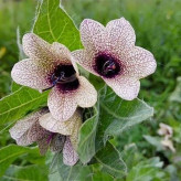 بذر البنج (بسته 1 گرمی) کد 519