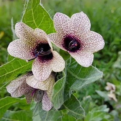 بذر البنج (بسته 1 گرمی) کد 519