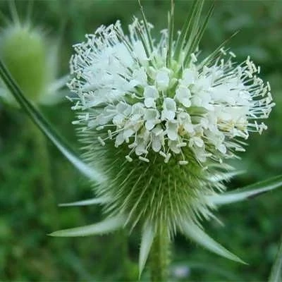 بذر خواجه باشی (بسته 1 گرمی) کد 520
