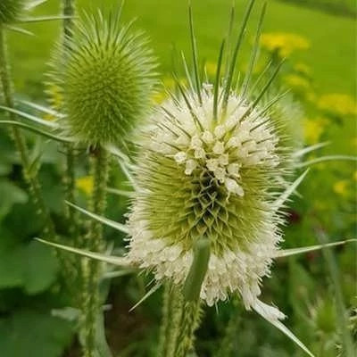 بذر خواجه باشی (بسته 1 گرمی) کد 520