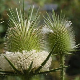 بذر خواجه باشی (بسته 1 گرمی) کد 520