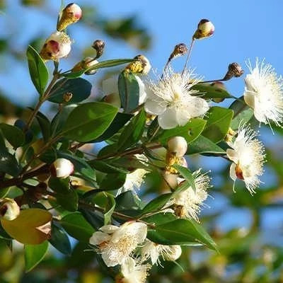 بذر مورد (بسته 10 عددی) کد 529