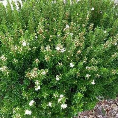 بذر مورد (بسته 10 عددی) کد 529