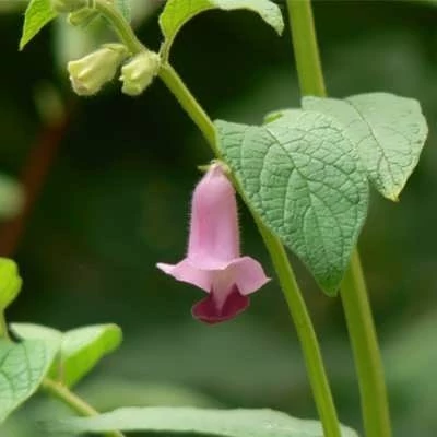 بذر کنجد قهوه ای (بسته 1 گرمی) کد 562