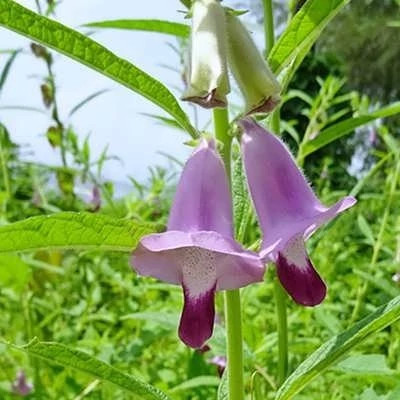 بذر کنجد قهوه ای (بسته 1 گرمی) کد 562