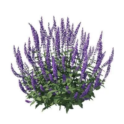 بذر مریم گلی مزرعه روی (بسته 1 گرمی) کد 570