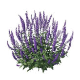 بذر مریم گلی مزرعه روی (بسته 1 گرمی) کد 570
