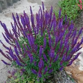 بذر مریم گلی مزرعه روی (بسته 1 گرمی) کد 570