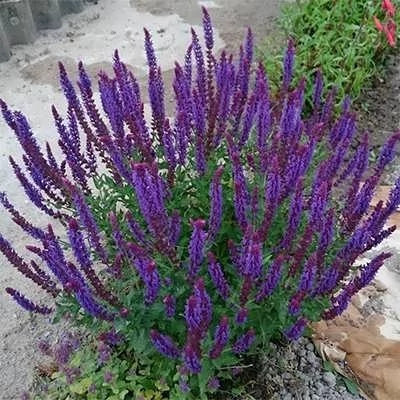 بذر مریم گلی مزرعه روی (بسته 1 گرمی) کد 570