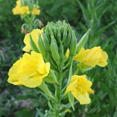 بذر گل مغربی زرد (بسته 1 گرمی) کد 743