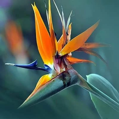 بذر پرنده بهشتی نارنجی (بسته 2 عددی) کد 1778