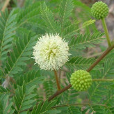بذر سوبابل (کاسیس) (بسته 5 عددی) کد 1882