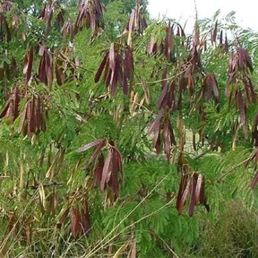 بذر سوبابل (کاسیس) (بسته 5 عددی) کد 1882