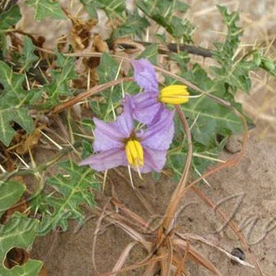 بذر تاجریزی بلوچی (بسته 20 عددی) کد 1902