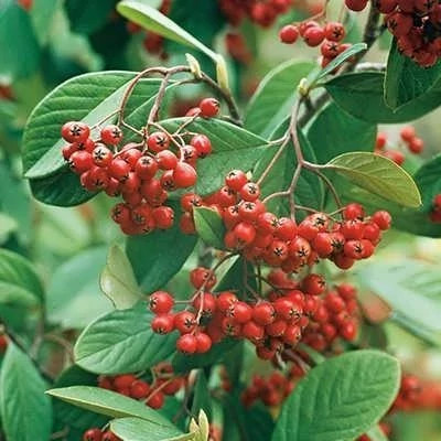 بذر شیرخشت (کتنیستر) (بسته 20 عددی) کد 657