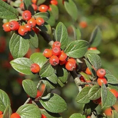 بذر شیرخشت (کتنیستر) (بسته 20 عددی) کد 657