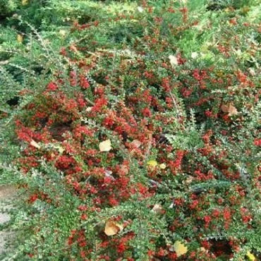 بذر شیرخشت (کتنیستر) (بسته 20 عددی) کد 657