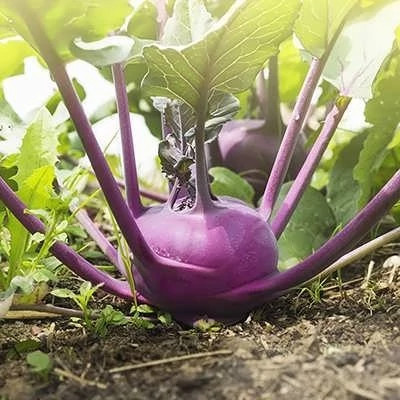 بذر کلم قمری بنفش (بسته 1 گرمی) کد 174
