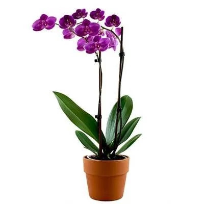 بذر گل ارکیده بنفش (بسته 50 عددی) کد 237