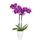 بذر گل ارکیده بنفش (بسته 50 عددی) کد 237